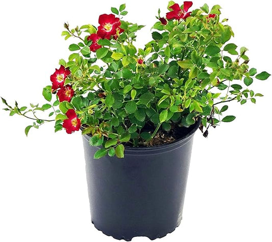Green Promise Farms Rosa Carpet (Ground Cover) Rose, 2 Size Container, red flower