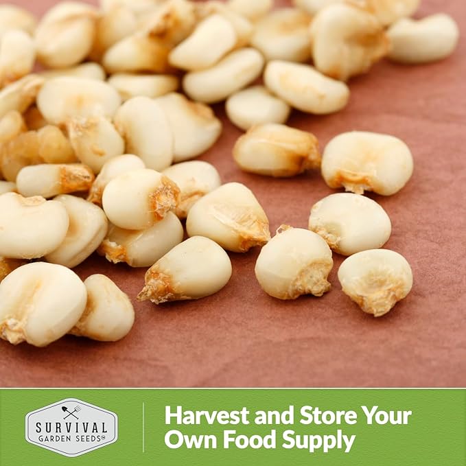 Hickory King Corn Seed for Planting - 3 Packets with Instructions to Plant and Grow White Field or Dent Corn in Your Home Vegetable Garden - Non-GMO Heirloom Variety - Survival Garden Seeds