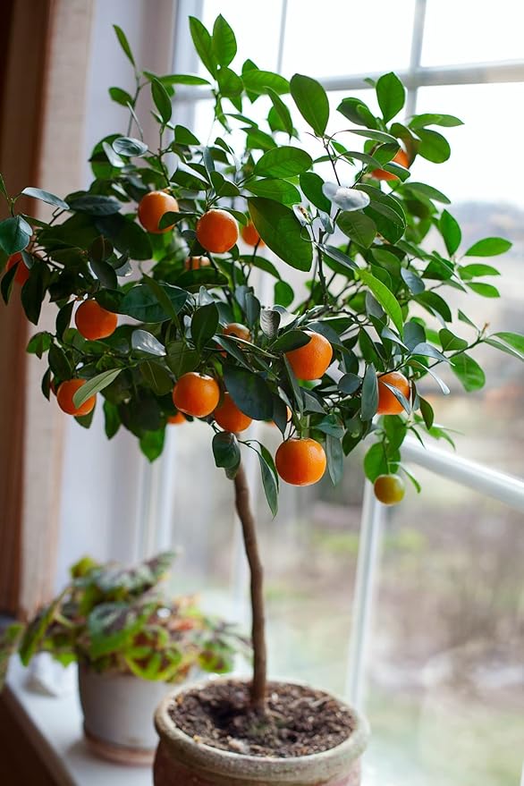 Gardenera's Premium Orange Tree Soil Mix - Quick Drain Potting Soil for Growing and Repotting Citrus Sinensis - 5 Quart