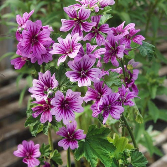 Outsidepride 500 Seeds Perennial Malva Sylvestris Purple French Hollyhock Zebrina Flower Seeds for Planting