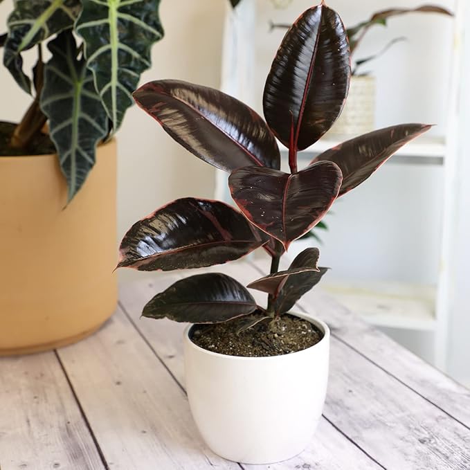 6" Ficus Ruby, Variegated Rubber Plant, Real House Plants, Desk Plants Live, Plant Decor for Bedroom, Floor Plants, Real Plants Indoor Live Plants Indoor Plants Live Houseplants by Plants for Pets