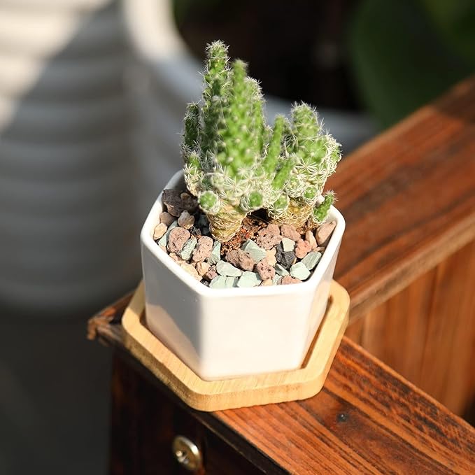 10LB Mix Lava Rocks for Plant Gravel Pebbles for Bonsai Succulent Potting Soil, Top Dressing and Terrarium Plants,