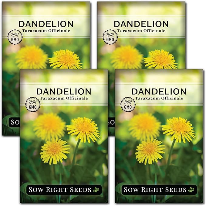 Sow Right Seeds - Common Dandelion Seeds for Planting - Non-GMO Heirloom Packet with Instructions to Grow an Outdoor or Indoor Herb Garden - Herbal Teas & Medicinal Uses - Great for Wildlife (4)