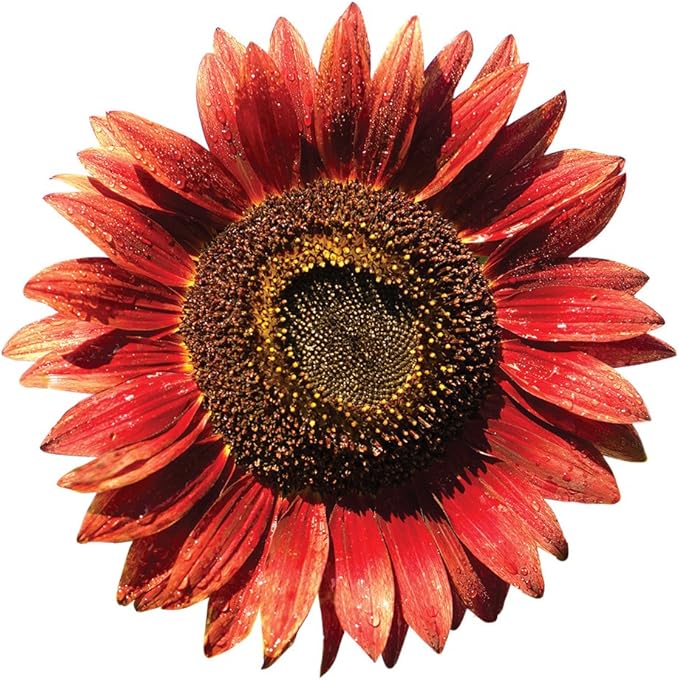 Burpee Chianti Sunflower Seeds 50 seeds