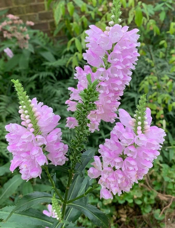 100+ Tall Obedient Plant Flower Seeds Native Wildflower Container Easy