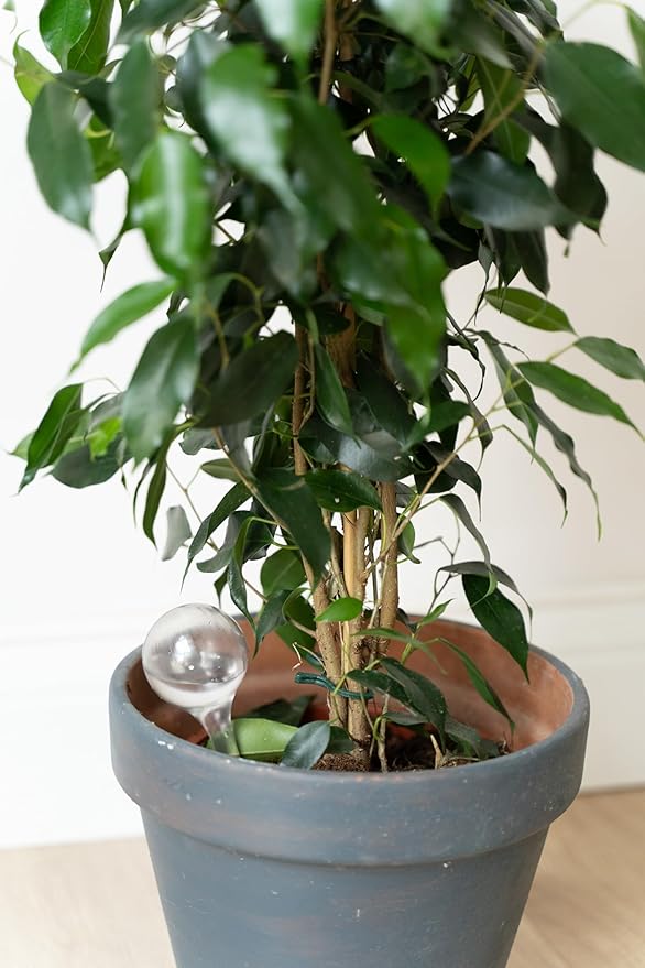 10 Pcs Clear Plant Watering Globes, Plastic Self Watering Planter Insert, Plant Watering Devices, Self Watering Planter Insert Free Soil Moisture and PH Meter Cotswold Homeware