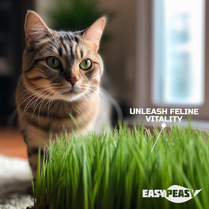 CATGRASS Seeds | Non GMO | Grown in USA | from Our Farm to Your Home (1POUND(16oz))