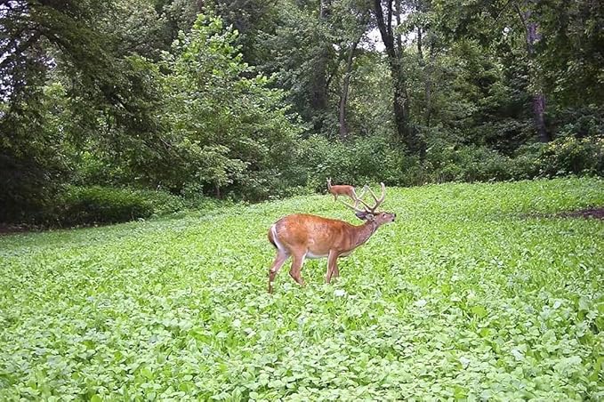 | Clover/Chicory | Select Seed Blends | All Season Whitetail Deer and Turkey Perennial Food Plot Seed | Drought Resistant | Easiest Turkey and Deer Feeders | 5 lb Bag | 2-Pack