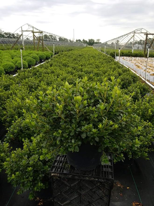 Azalea 'Girard's Pleasant White' (Azalea) Shrub, white flowers, #3 - Size Container