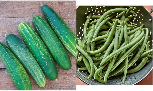 Burpee Straight Eight Slicing Cucumber 200 Seeds and Blue Lake 274 Bush Bean 2 oz Seeds Vegetable Garden Bundle
