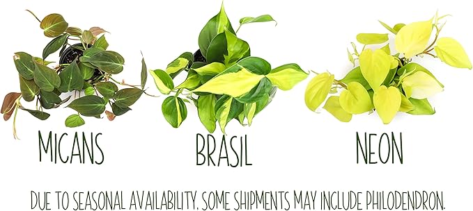 Live Pothos Plants (4PK) Indoor Plants Live Houseplants, Pothos Live Plant House Plants, Money Plant Indoor Pothos Plant Decor, Devils Ivy Trailing Plants Live by Plants for Pets,Black