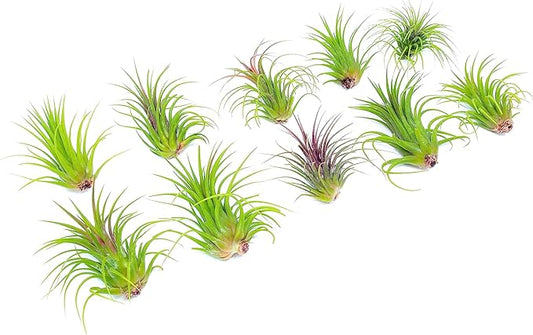 Ionantha Tillandsia Air Plants Live Indoor Plants (10PK), Air Plant Terrarium Plants Live Houseplants, Live Plants Indoor Plant Kit, Easy Care Plants for Air Plant Holder or Garden by Plants for Pets