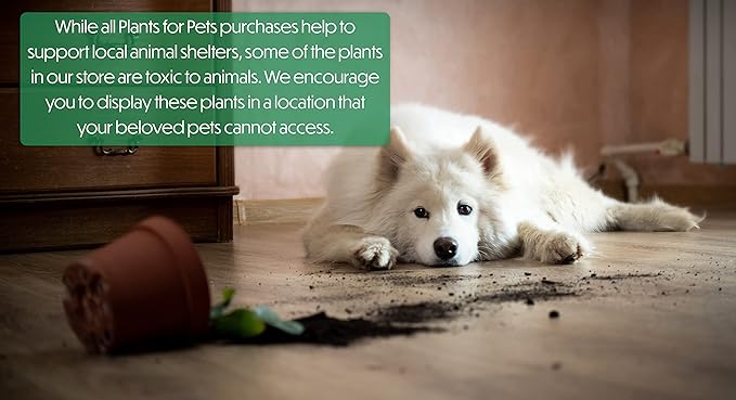 Live Aloe Vera Plant Live Succulents Plants Live Plants (6 in), Aloe Plant Live Succulent Plants Live Aloe Plants Live Houseplants, Aloe Vera Plant Indoor Succulents Indoor Plants by Plants for Pets