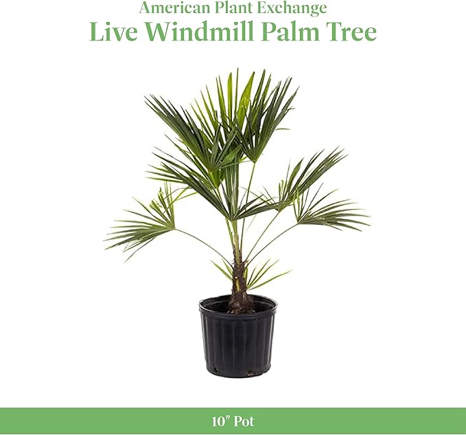 American Plant Exchange Live Windmill Palm Tree, Chusan Palm Tree, Plant Pot for Home and Garden Decor, 10" Pot