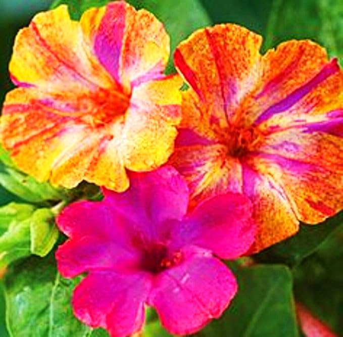 100 Four O'Clock Flower Seeds: Fragrant Mix for Perennial Blooms