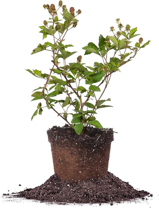 PERFECT PLANTS Ouachita Thornless BlackBerry Bush 1 Gal. Pot Extremely Hardy Large Sweet Berries