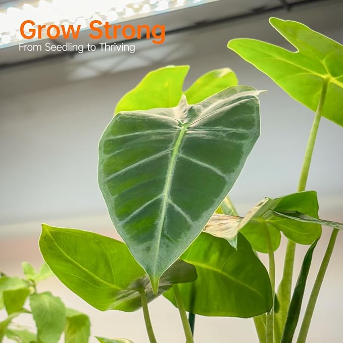 Bstrip Indoor Greenhouse with Grow Light, Mini Green house with 5 Pack T8 Full Spectrum Plant Lights, Plant Shelf with Tent for Indoor Plant, Seed Starting, Seed Tray, 29.5"x13.8"x71"