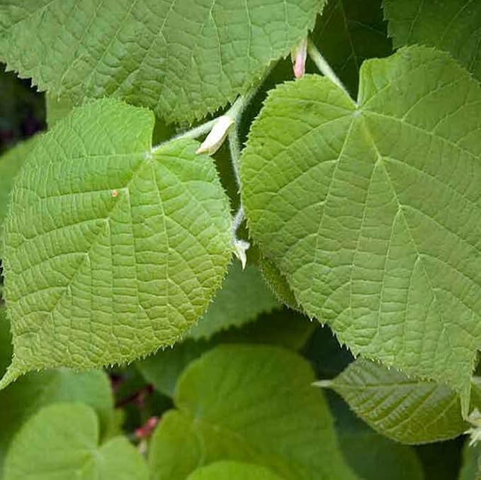 CHUXAY GARDEN 10 Seeds Tilia Platyphyllos Seed,Large-Leaved Linden,Bigleaf Linden Large Deciduous Tree Privacy Screen Grows in Garden and pots Great for Planting