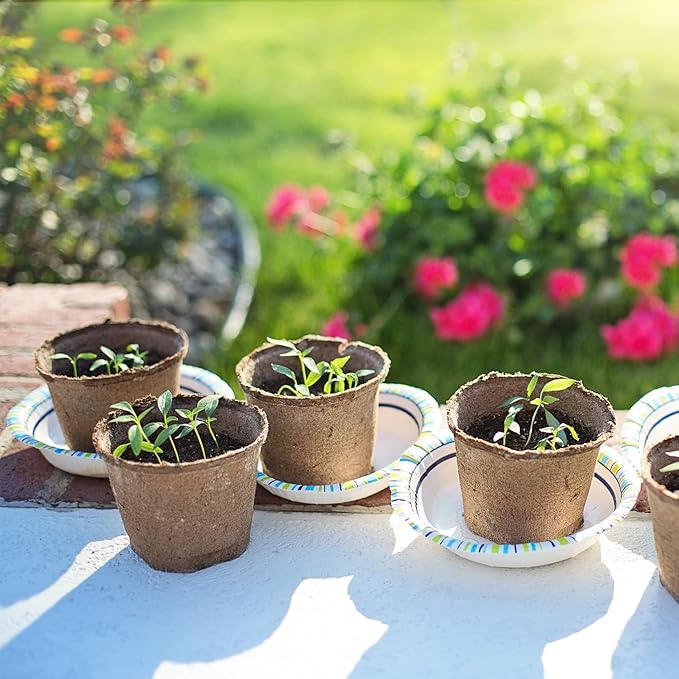 20 Culinary Herb Seeds Variety Pack, Non-GMO, Heirloom Collection with 6150+ Seeds for Indoor Hydroponic or Outdoor Garden Gift for Gardeners, New Home Housewarming Kitchen Live Plant Starter