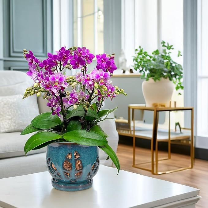 W&W Orchid Pot with Holes and Saucer for Repotting, Teal, 6.5 Inches