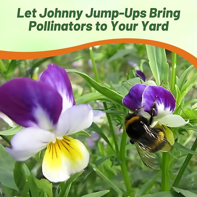 Outsidepride 1/8 lb. Perennial Viola Johnny Jump Up Flower Seeds for Planting