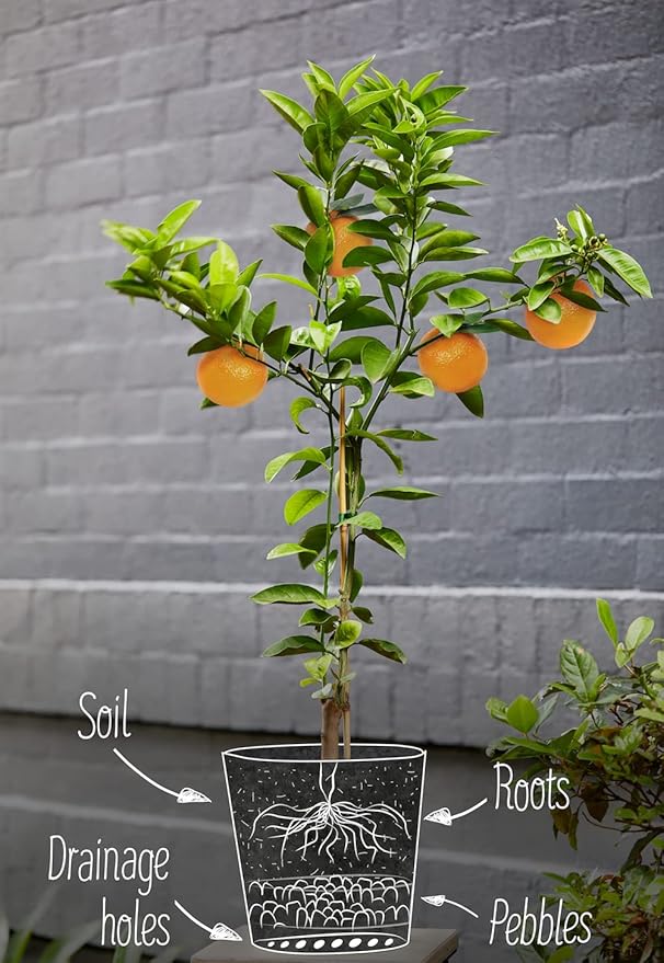 Citrus Tree Potting Soil Mix, Special Blend for Indoor Oranges, Lemons, Limes and More - (3 Quart Bag)