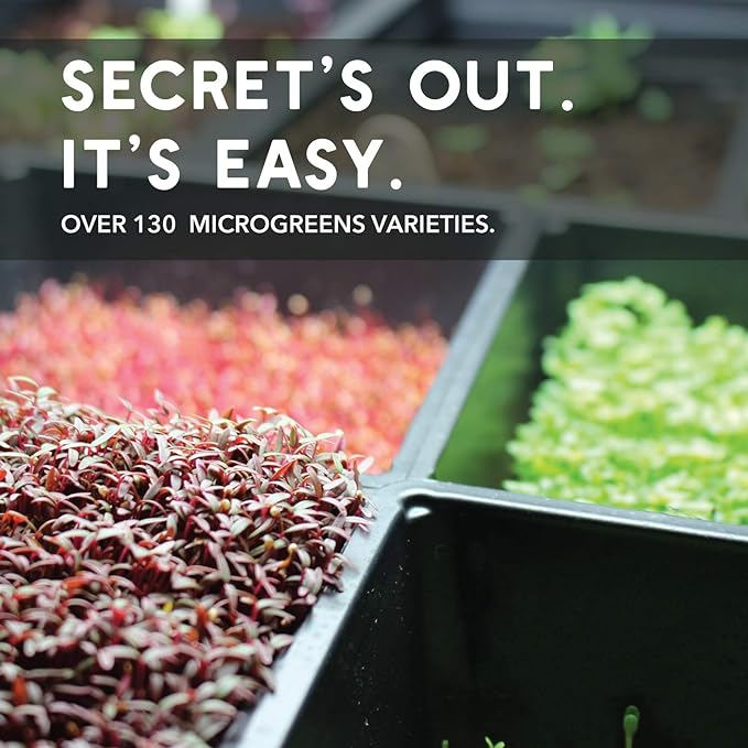 Slow Bolt Cilantro Herb Garden Seeds - 4 Oz ~10,000 seeds - Non-GMO Heirloom Slow Bolt Cilantro Herb Seeds (Coriander) - Outdoor Garden, Indoor Garden, Countertop Microgreens, Organic Micro Greens Kit