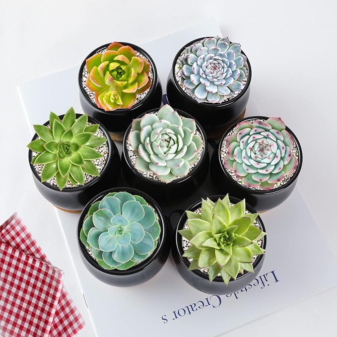 8 Pack Succulent Plant Pot, Matte Black Mini 2.6 inch Ceramic Flower Planter Pot with Bamboo Tray, Small Pots for Plants, Plants Not Included