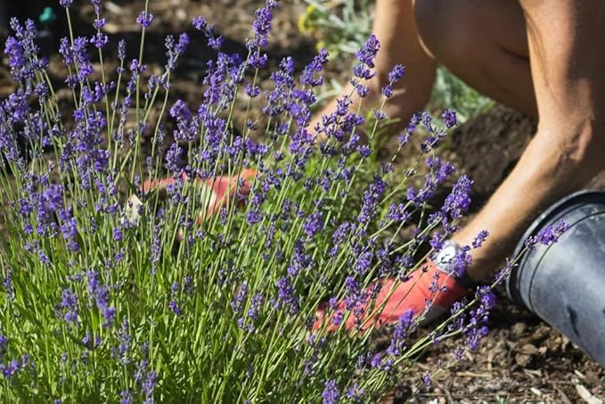 Lavender Planting Mix - Promote Healthy Root Development and Aromatic Flowers - 4 QUARTS