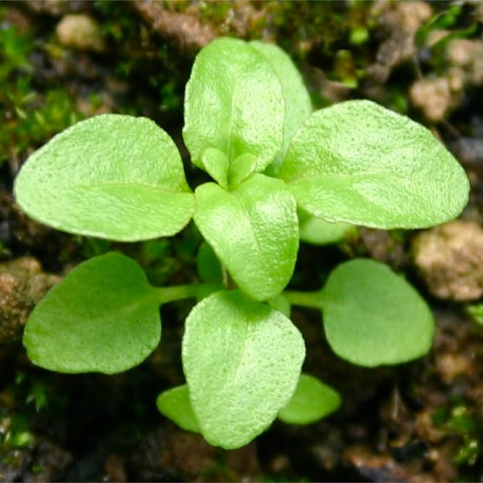 Seed Needs, Pennyroyal Mint Seeds - 1,000 Heirloom Seeds for Planting Mentha pulegium - Medicinal Herb Non-GMO & Untreated for Indoor/Outdoor Gardens (2 Packs)