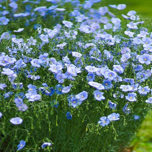 Outsidepride 5000 Seeds Perennial Blue Flax Flower Seeds for Planting