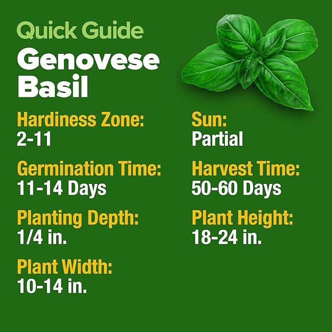 HOME GROWN Genovese Basil Seeds Pack - 1750 High Germination, Non-GMO Heirloom Seeds (Ocimum basilicum) - Perfect Herb Seeds for Planting Indoor & Outdoor Gardening - Grow Basil Plant for Culinary Use