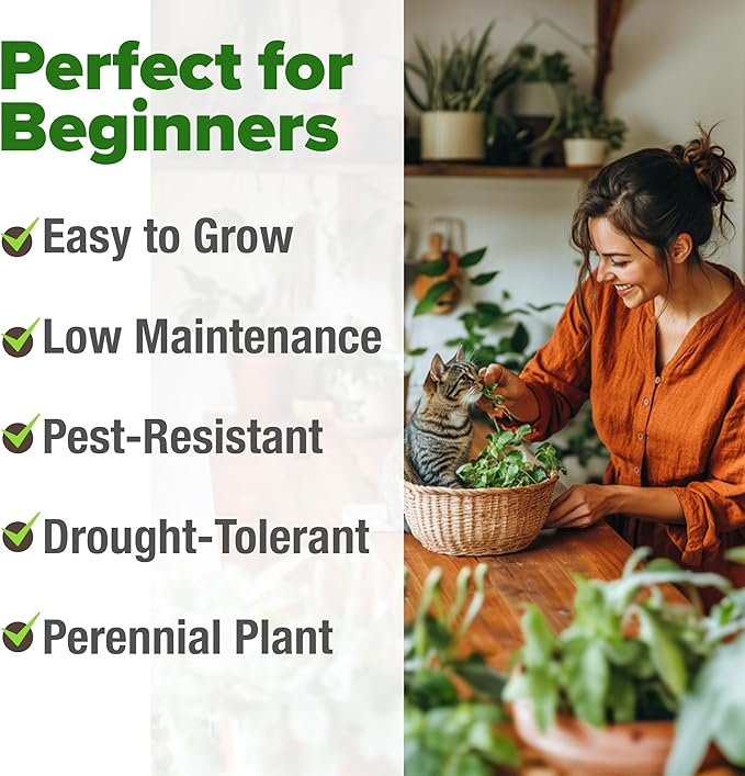 HOME GROWN Catnip Seeds 2 Pack - 4232 Bulk Non-GMO Heirloom Herb Seeds - Indoor or Outdoor Seed - High-Germination Cat Nip - Cat Safe Plants (Nepeta cataria)