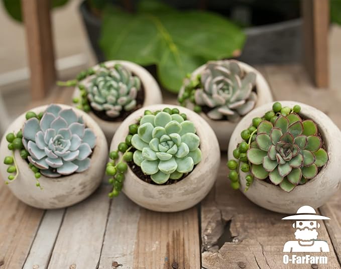 Succulent Soil Potting Mix 2.2 LBS, Optimized PH Fast Draining with Added Nutrients, Perfect for Small Succulent Pots