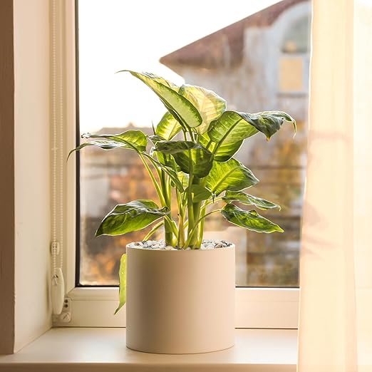 5 lbs Pebbles for Indoor Plants, 1/5 Inch Natural Decorative Gravel for Vases, Aquariums, Terrarium, Fish Tank, Drainage Rocks for Potted Plants, Bamboo, Succulent, Crafts, Cactus