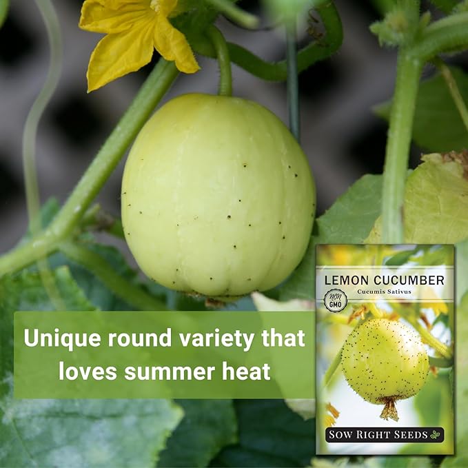 Sow Right Seeds - Lemon Cucumber Seeds for Planting - Non-GMO Heirloom Seeds with Instructions to Plant and Grow a Home Vegetable Garden - Unique Round Variety with Melon Flavor for Outdoors (4)