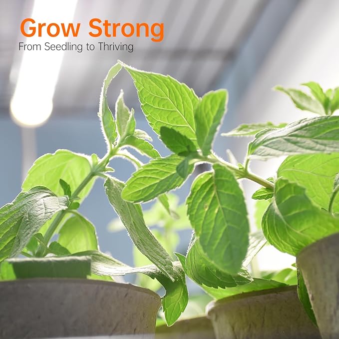 Bstrip Indoor Greenhouse with Grow Light, Mini Green House with 4 Pack 20W Full Spectrum Plant Lights with Timer, Plant Shelf with Tent for Indoor Plant, Seed Starting, Seed Tray, 27.2"x19.9"x61.8"