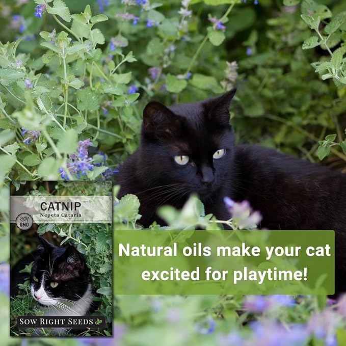 Sow Right Seeds - Catnip Seed for Planting - Popular Herb for Happy Cats - Non-GMO Heirloom Packet with Instructions to Plant and Grow - A Gift for The Cat Lover - Perennial Herb Indoors (2)