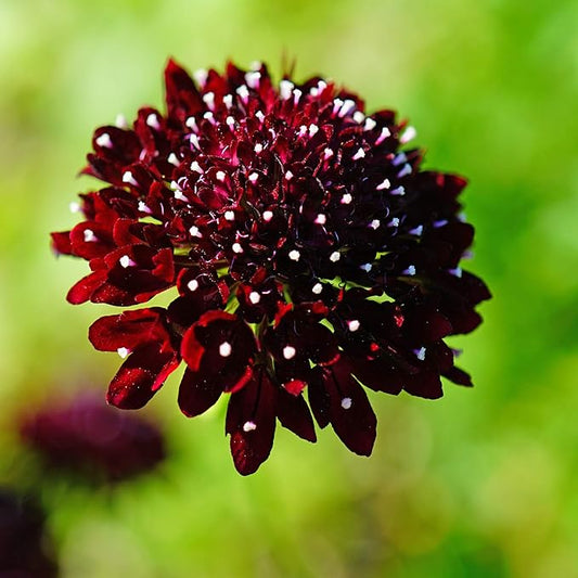 Outsidepride 200 Seeds Perennial Purple Scabiosa Pincushion Flower Seeds for Planting