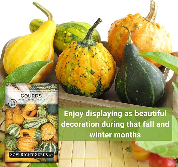 Sow Right Seeds - Decorative Small Gourds Mix Seed for Planting - Non-GMO Heirloom Packet with Instructions to Plant & Grow an Outdoor Home Vegetable Garden - Fun, Colorful and Unique Squash (2)