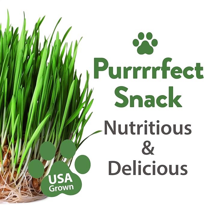 HOME GROWN Cat Grass Seeds - Grow Cat Grass for Indoor Cats - Cat Grass Seeds Bulk - Refill Cat Growing Grass Kit - Heirloom Cat Grass Seed (Cat Grass - 3pack)