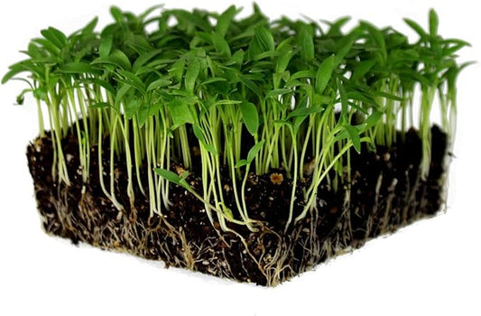 Slow Bolt Cilantro Herb Garden Seeds - 1 Lb ~40,000 seeds - Non-GMO Heirloom Slow Bolt Cilantro Herb Seeds (Coriander) - Outdoor Garden, Indoor Garden, Countertop Microgreens, Organic Micro Greens Kit