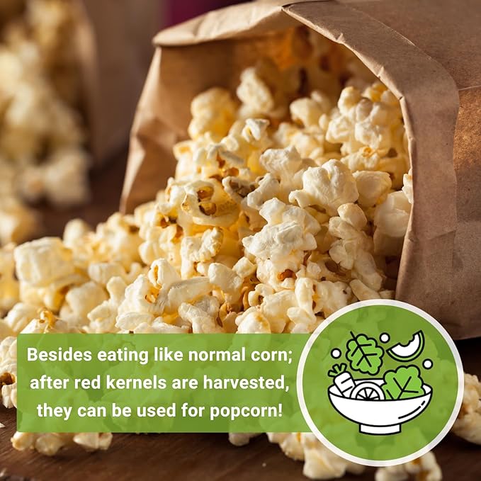 Sow Right Seeds - Strawberry Pop Corn Seed for Planting - Non-GMO Heirloom Packet with Instructions to Plant a Home Vegetable Garden - Grow Your Own Popping Kernels - Short Red Variety (1)