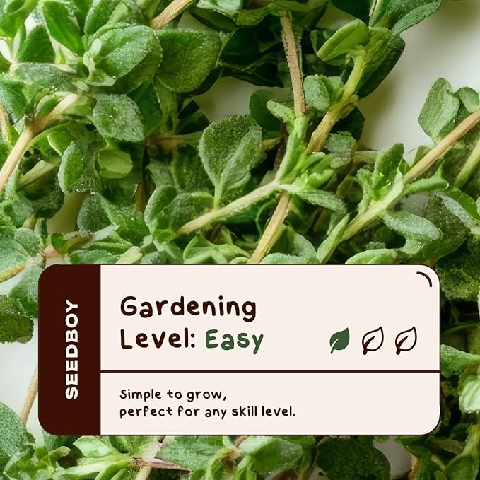 Organic Thyme Herb Seeds for Indoor Gardening or Planting Outdoors, Non-GMO and USDA Certified Herb Seed Packets, 250 Seeds/500 mg (Thyme)