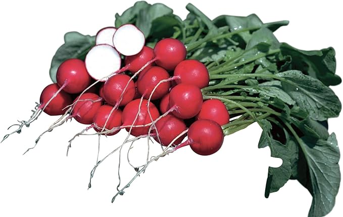 Burpee German Giant Radish Seeds 1000 seeds