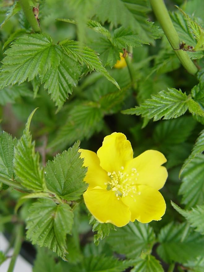 Kerria japonica 'Golden Guinea' (Japanese Kerria) Shrub, yellow flowers, #2 - Size Container