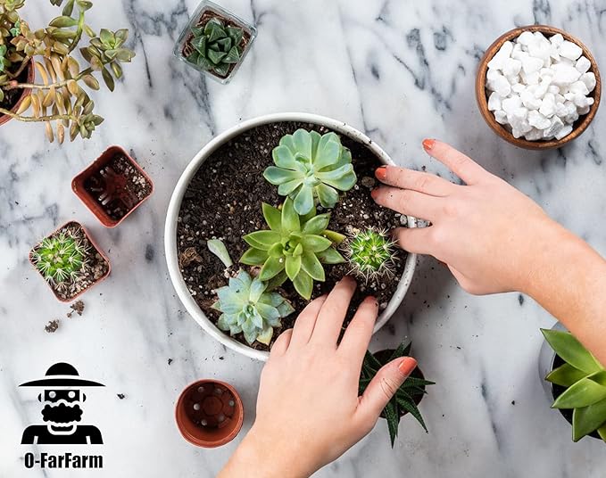 Succulent Soil Potting Mix 1.1 LBS, Optimized PH Fast Draining with Added Nutrients, Perfect for Small Succulent Pots