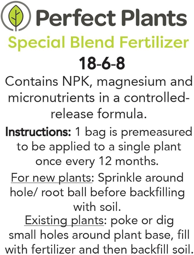 PERFECT PLANTS Powder Blue Blueberry Live Plant, 1 Gallon, Green