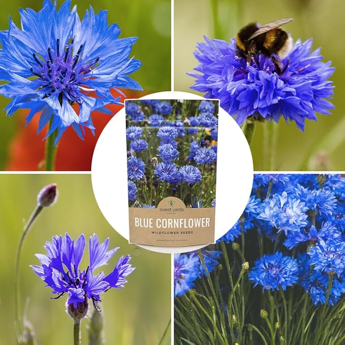 Blue Cornflower Seeds – Bachelor Buttons – Bulk Quarter Pound Bag – Over 20,000 Open Pollinated Non-GMO Wildflower Seeds – Centaurea cyanus