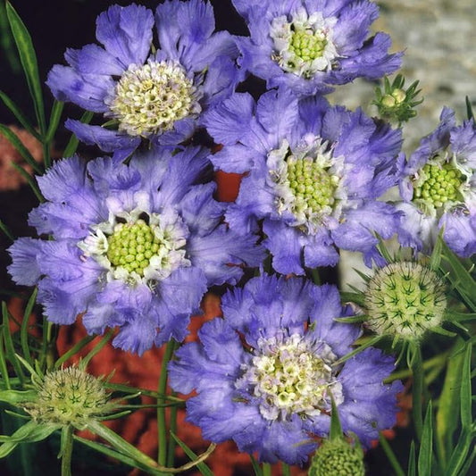 Outsidepride 400 Seeds Perennial Blue Scabiosa Pincushion Flower Seeds for Planting
